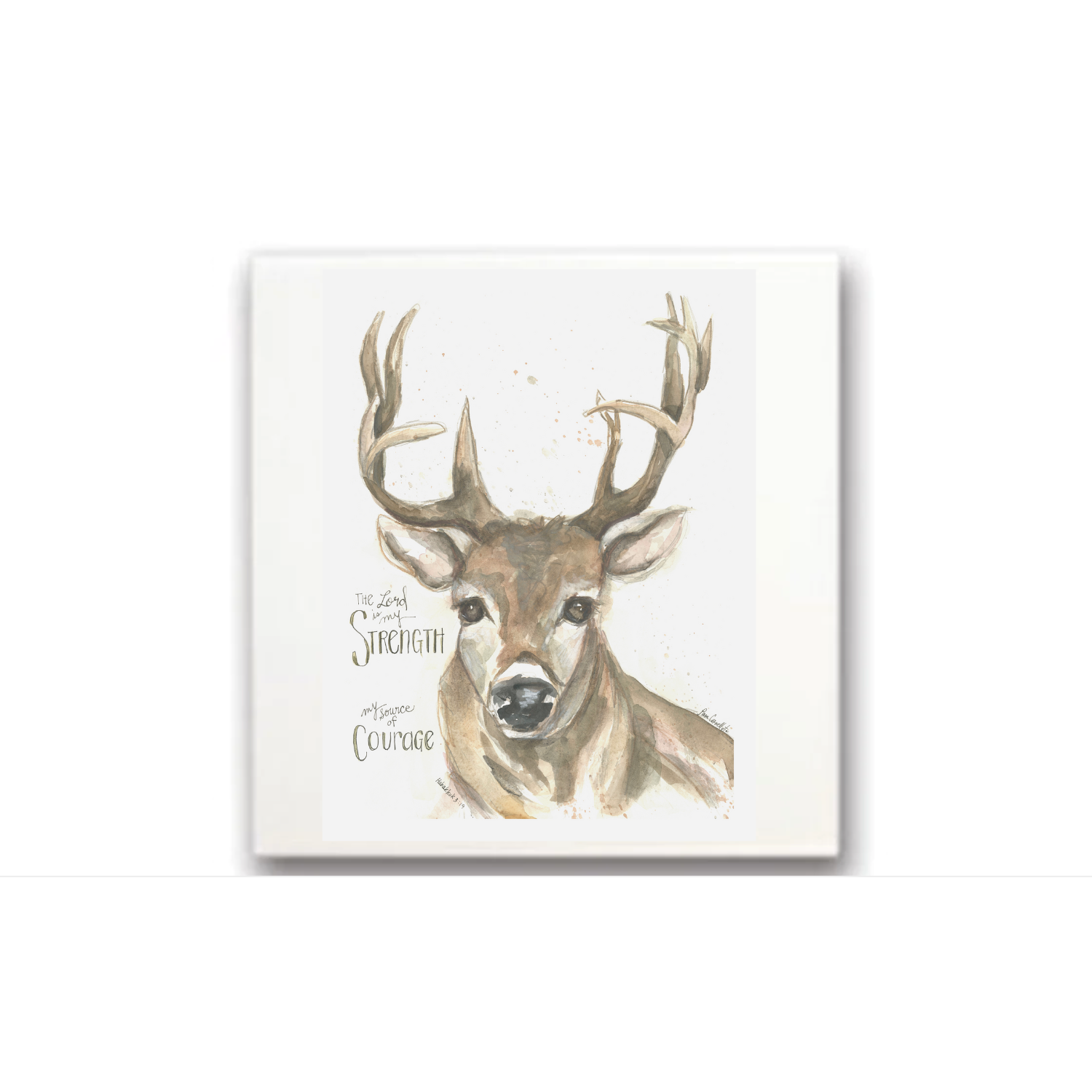 Deer - Buck